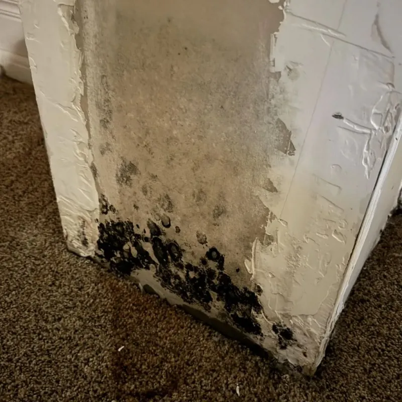 Professional Mold Removal in Saint Joseph County, IN